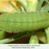 cupido argiades rostov larva l4 1